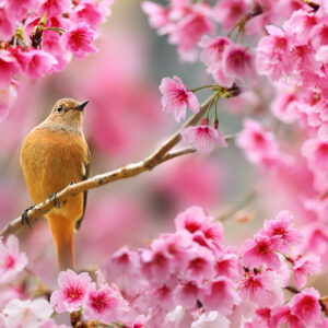 دانلود والپیپر نشستن پرنده روی شکوفه های گیلاس