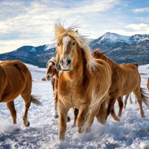 دانلود والپیپر اسب در حال دویدن در برف
