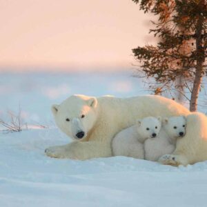 دانلود والپیپر خرس قطبی و بچه هایش