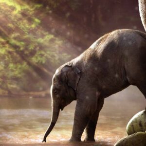 دانلود والپیپر فیل در حال آب خوردن