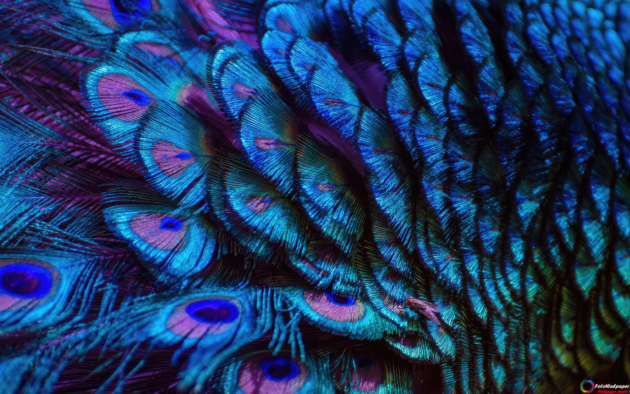 دانلود والپیپر پر طاووس پر زرق و برق