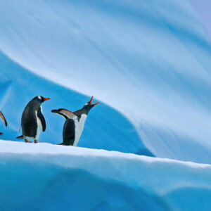دانلود والپیپر پنگوئن ها در قطب جنوب